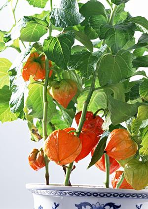 オリジナルデザインが叶う！高品質マグネットシート印刷の最適解